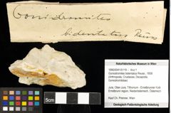 Foto (Objekt + Etiketten) von Goniodromites bidentatus (Reuss, 1858) 